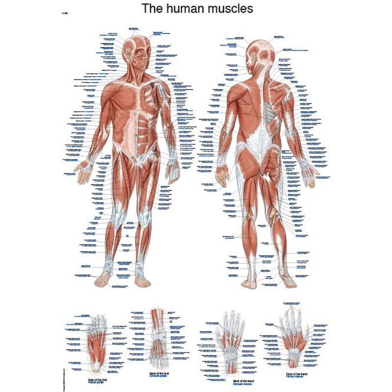 "The Human Muscles" Anatomy Chart MedicalSupplies.co.uk